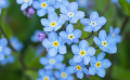 Repiquez vos plantes bisannuelles en vue d’une floraison printanière