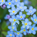 Repiquez vos plantes bisannuelles en vue d’une floraison printanière