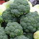 Chou brocoli Calabrese BIO