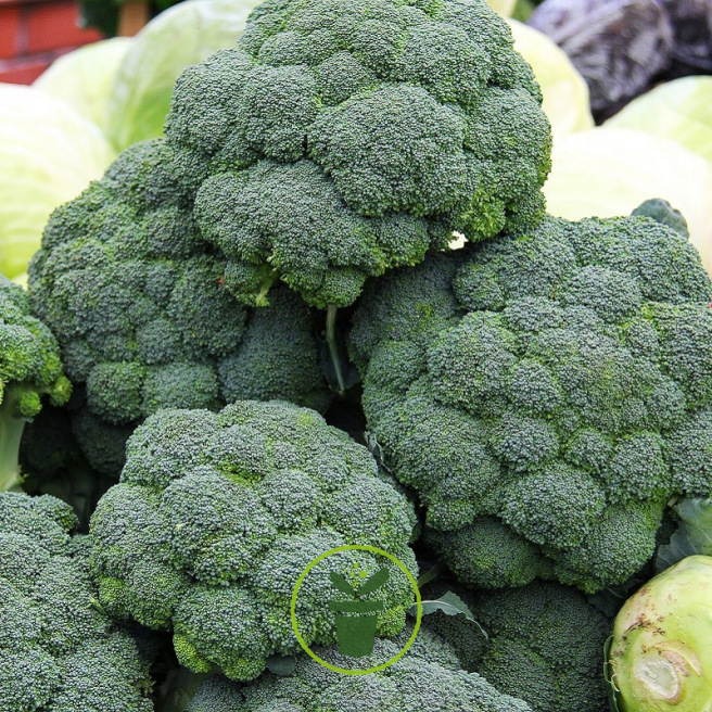 Chou brocoli Calabrese BIO Chou brocoli Calabrese BIO