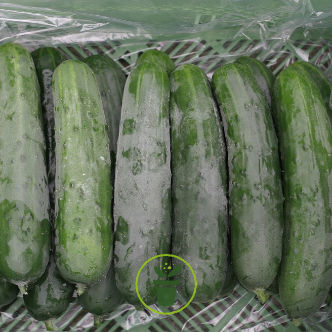 Concombre Marketmore BIO Concombre Marketmore BIO