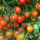 Tomate cerise BIO