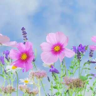 Fleurs BIO– pack de 6 variétés