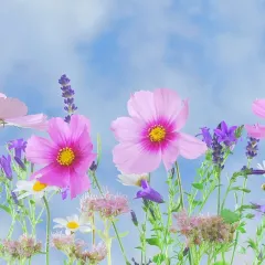 Graines de Fleurs BIO– pack de 6 variétés