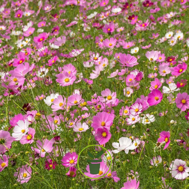 Cosmos bio Cosmos bio