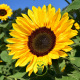 Tournesol bio