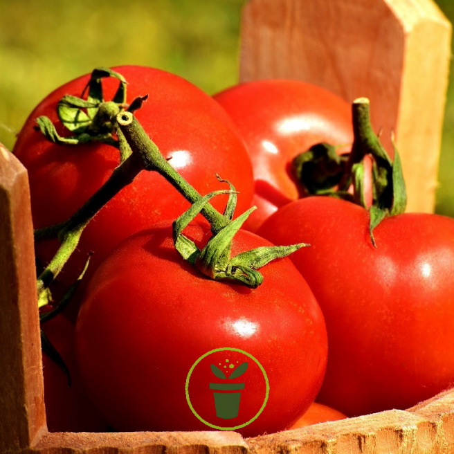 Oignon PG Planete Graines Lot de 100 Graines de legumes Ratatouille: Courgette Tomate Roma Aubergine Poivron Rouge et Vert 
