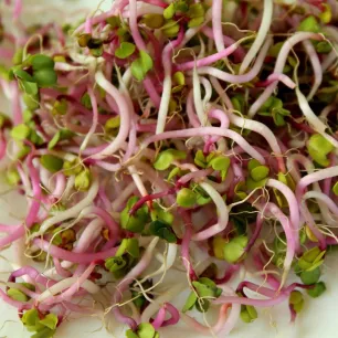 Graines à germer – Salade piquante BIO 30 grammes