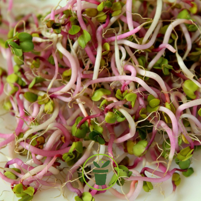 Graines à germer – Salade piquante BIO 30 grammes