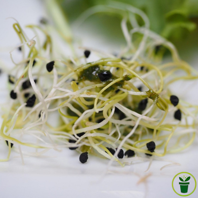 Graines à germer Alfalfa BIO 30 grammes