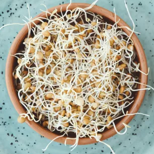 Graines à germer Lentille BIO 30 grammes