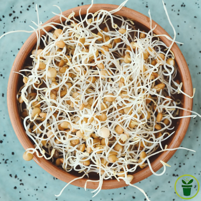 Graines à germer Lentille BIO 30 grammes