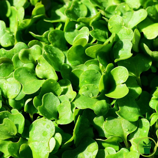 Graines à germer - Roquette BIO 30 grammes