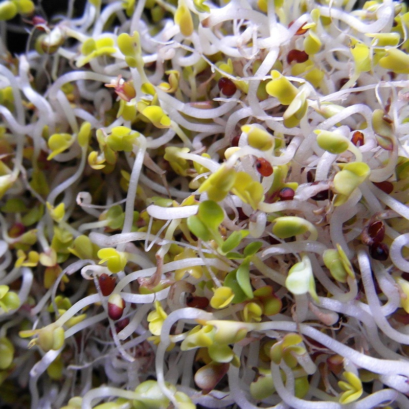 erbgruen Brocoli Calabrese - Graines de Microgreens/Pousses BIO, 1 sachet - France erbgruen Brocoli Calabrese - Graines de Microgreens/Pousses BIO, 1 sachet - France