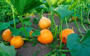 Votre jardin en septembre : récoltes et semis de légumes d’hiver