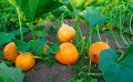 Votre jardin en septembre : récoltes et semis de légumes d’hiver