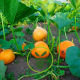 Votre jardin en septembre : récoltes et semis de légumes d’hiver