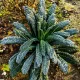 Chou palmier Nero di Toscana BIO