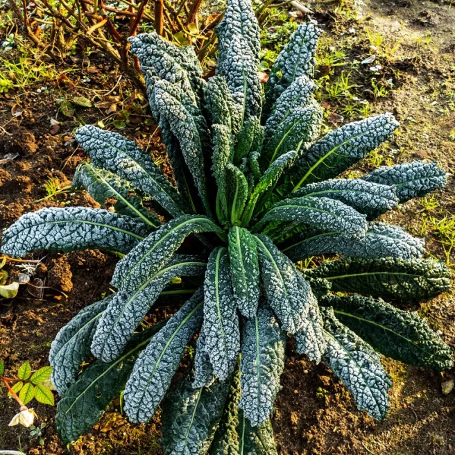 Chou palmier Nero di Toscana BIO