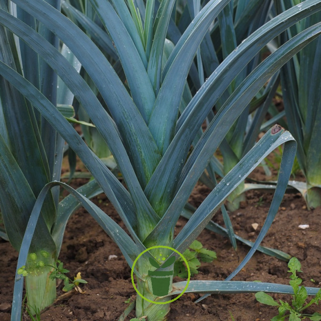 Poireau Géant d’automne Hannibal BIO