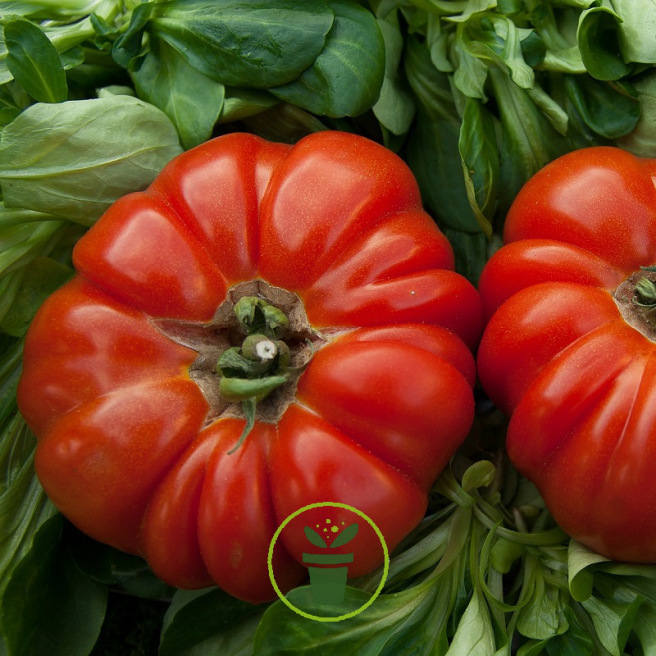 Tomate Italienne Pourpre