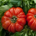 Tomate Costoluto di Parma 60 graines