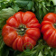 Tomate Costoluto di Parma 60 graines