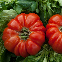 Tomate Costoluto di Parma 60 graines