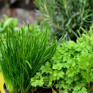 Kit spécial plantes aromatiques sèches - Réconciliation Végétale