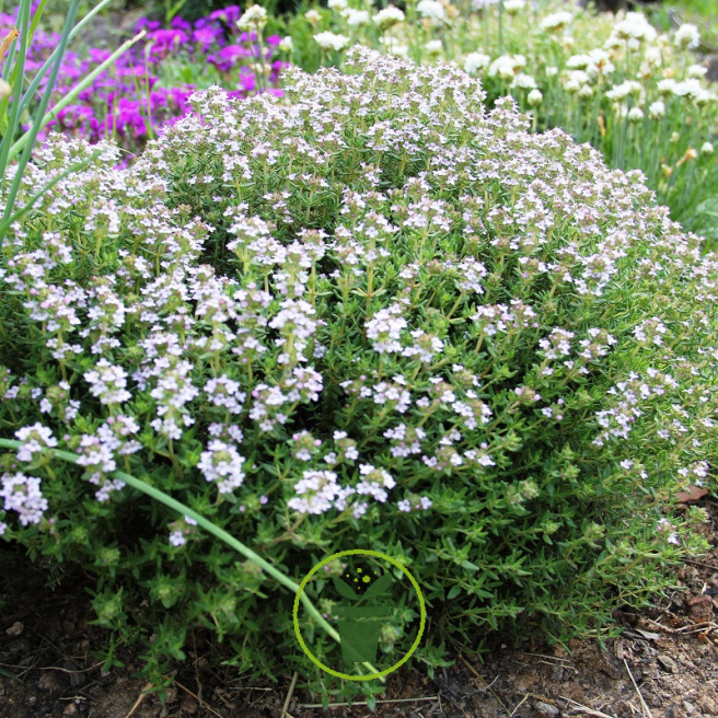 Plants d'aromatiques - Vente fines herbes en kit prêt à planter