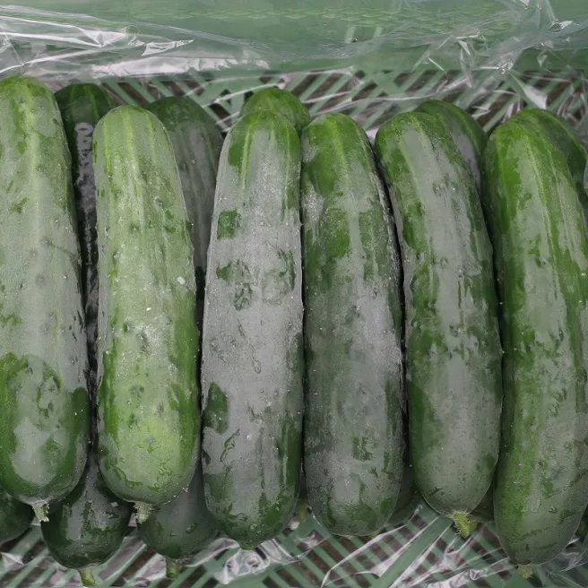 Concombre Marketmore BIO