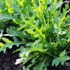 Roquette BIO 3 grammes