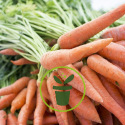 Jardiner en octobre : quels semis et conseils du mois ?