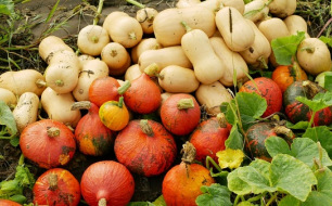 Potirons et courges : comment les récolter et les conserver ? Potirons et courges : comment les récolter et les conserver ?