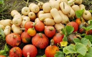Potirons et courges : comment les récolter et les conserver ?