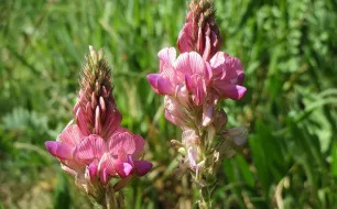 Quels engrais verts semer au jardin ?