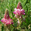Quels engrais verts semer au jardin ?