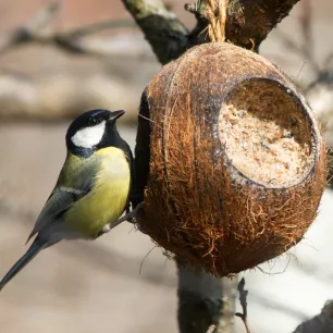 Demi noix de coco avec arachides et graines pour oiseaux