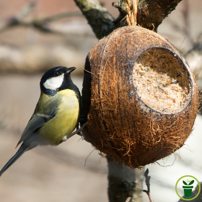 Demi noix de coco avec arachides et graines pour oiseaux