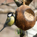 Noix de coco fourrée de graisses et de graines pour oiseaux