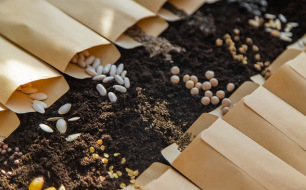 Comment conserver ses graines potagères et florales ? Comment conserver ses graines potagères et florales ?