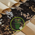 Comment conserver ses graines potagères et florales ?