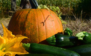 Jardiner en novembre : que faire à la fin de l’automne au jardin ?