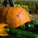 Jardiner en novembre : que faire à la fin de l’automne au jardin ?