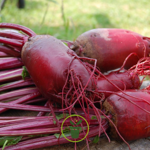 Découvrez notre sélection de sites où acheter des graines de légumes anciens,  légumes oubliés ou des…