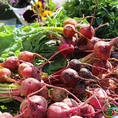 Betterave potagère Rouge d'Egypte 600 graines