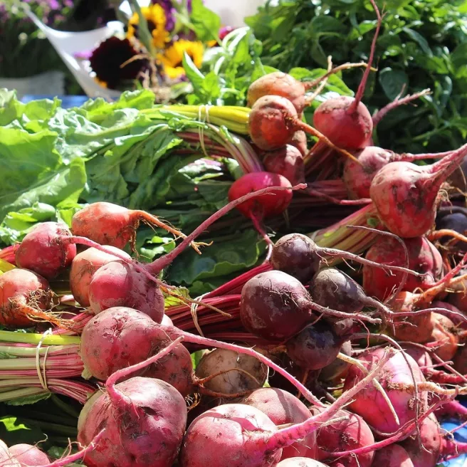 Betterave potagère Rouge d'Egypte 600 graines