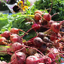 Betterave potagère Rouge d'Egypte 600 graines