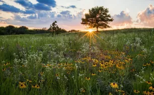 Que faire pour le climat ? L’exemple de votre spécialiste en graines de fleurs et de légumes