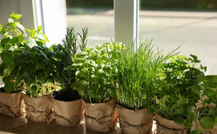 Vos plantes aromatiques à l’intérieur : comment les semer et les cultiver ? Vos plantes aromatiques à l’intérieur : comment les semer et les cultiver ?